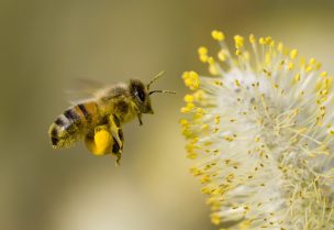 النحل يستخدم نوعًا من الخريطة الذهنية