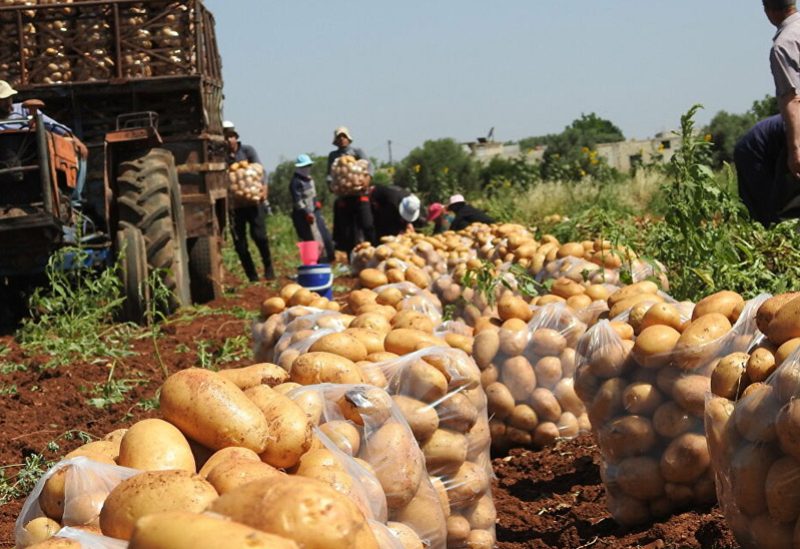 لبنان – حملة “20 كيلو بطاطس تساعد”.. مبادرة جديدة من وزارة الزراعة لخفض الأسعار