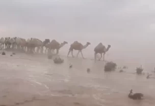 الإبل يعبر سيلًا _ أرشيفية