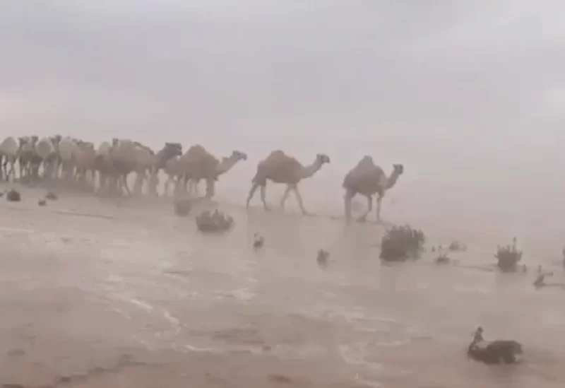 الإبل يعبر سيلًا _ أرشيفية