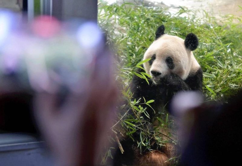 حيوان الباندا في إحدى حدق الحيوانات في الصين
