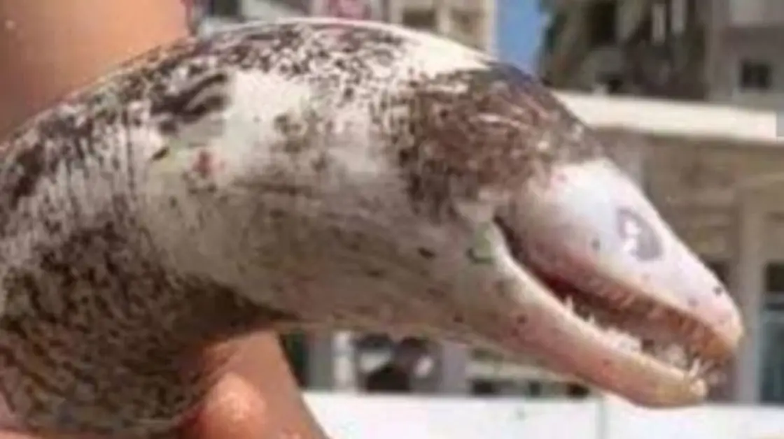 صورة.. كائن غريب يثير "الرعب" على شاطئ في الإسكندرية!