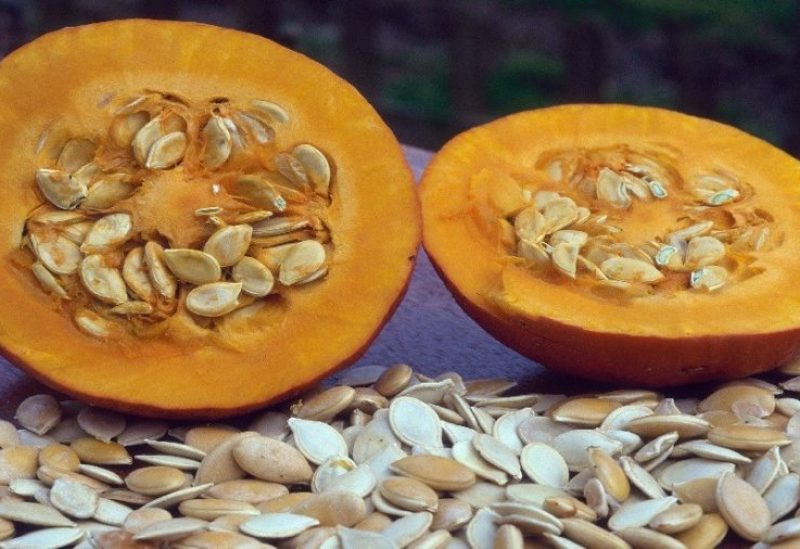 بذور القرع