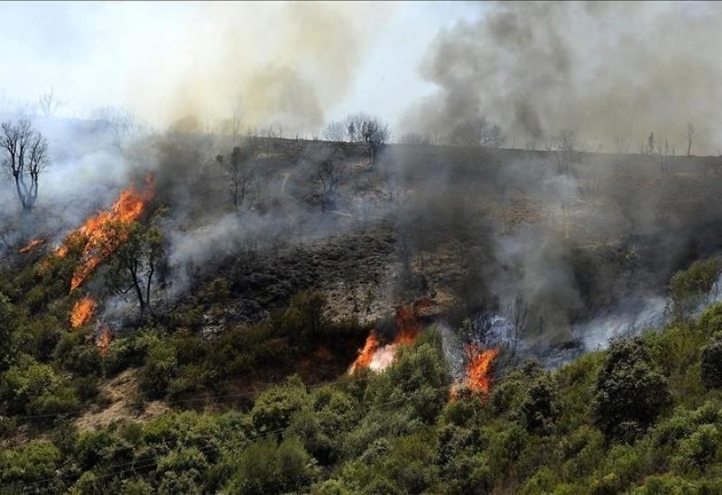 حرائق غابات في الجزائر- أرشيفية