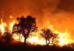 حرائق الغابات في الجزائر- أرشيفية