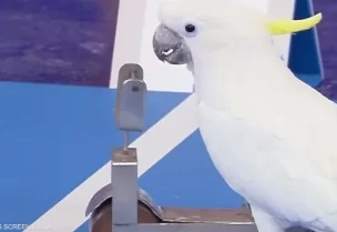 ببغاء