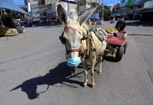 حمار في قطاع غزة