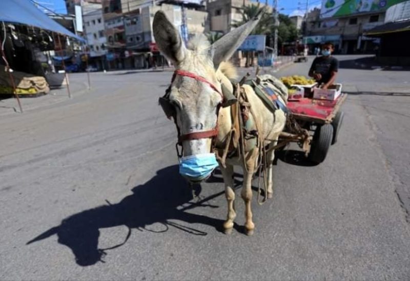 حمار في قطاع غزة