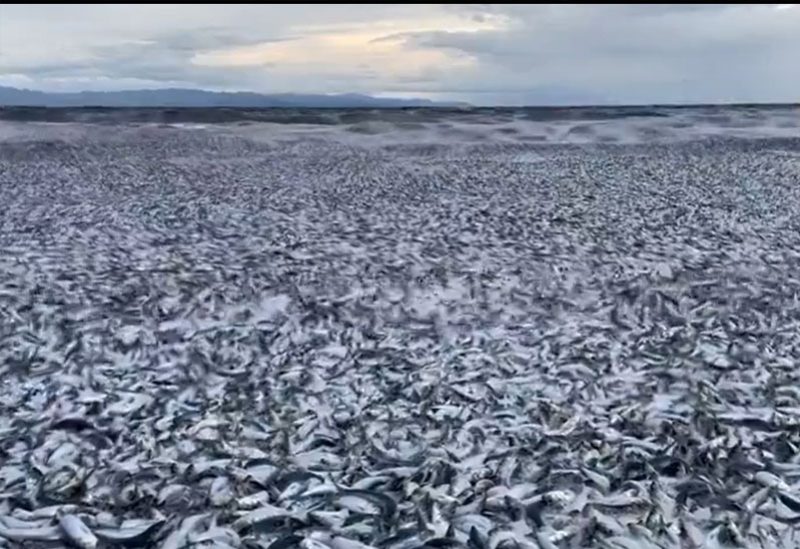 آلاف الأطنان من الأسماك النافقة على أحد شواطئ اليابان