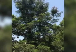 شجرة "كولفيلا راسيموزا"