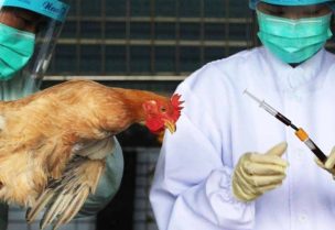 إنفلونزا الطيور "H5N1"