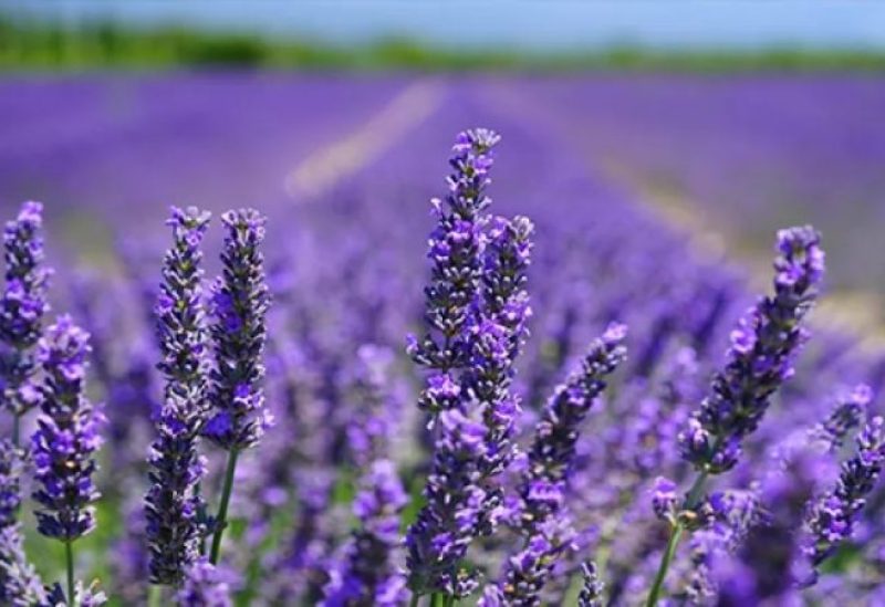 الخزامى أو اللافندر (Lavender)