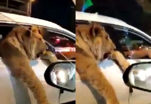 شباب يتجولون بأسد في منطقة الجادرية ببغداد