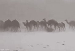 مشهد نادر لإبل تسير وسط الثلوج في السعودية