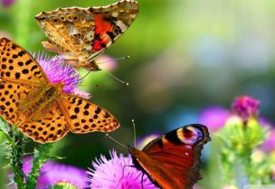 فراشات الأرقطيون