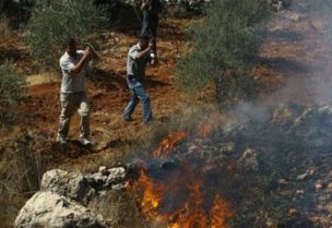 مستوطنون يحرقون مزروعات في الضفة