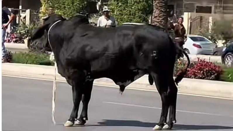 الثور الهارب يقف في منتصف الطريق