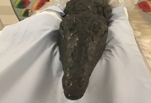 تمساح مصري عاش قبل 3 آلاف سنة