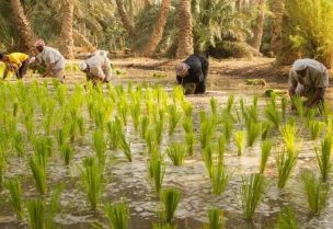 زراعة الأرز في العراق