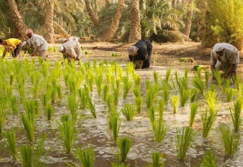 زراعة الأرز في العراق