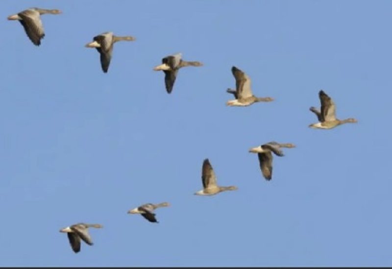 اخبار التكنولوجيا – دراسة: للضوضاء تأثير كبير على الطيور وتكاثرها