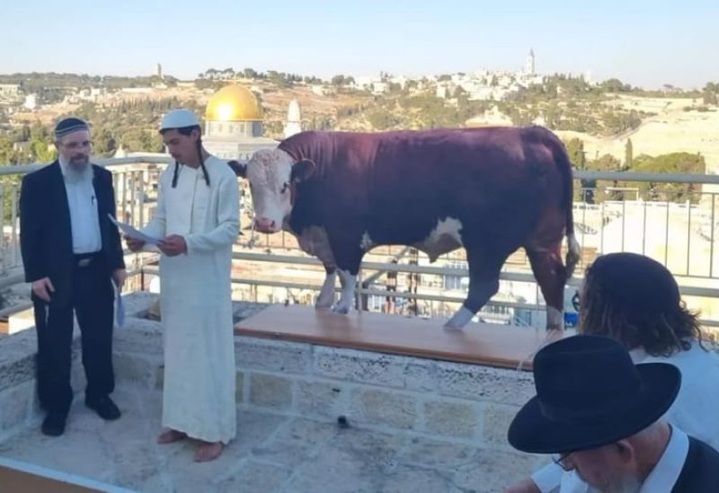 مستوطنون إسرائيليون متدينون يمارسون طقوس "ذبح البقرة الحمراء" أمام المسجد الأقصى في القدس (موقع “ميدل إيست آي” البريطاني)