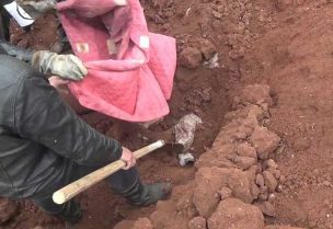 مقبرة جماعية في حمص