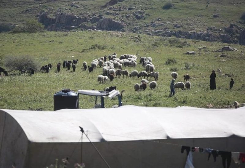 الأغنام بالضفة الغربية