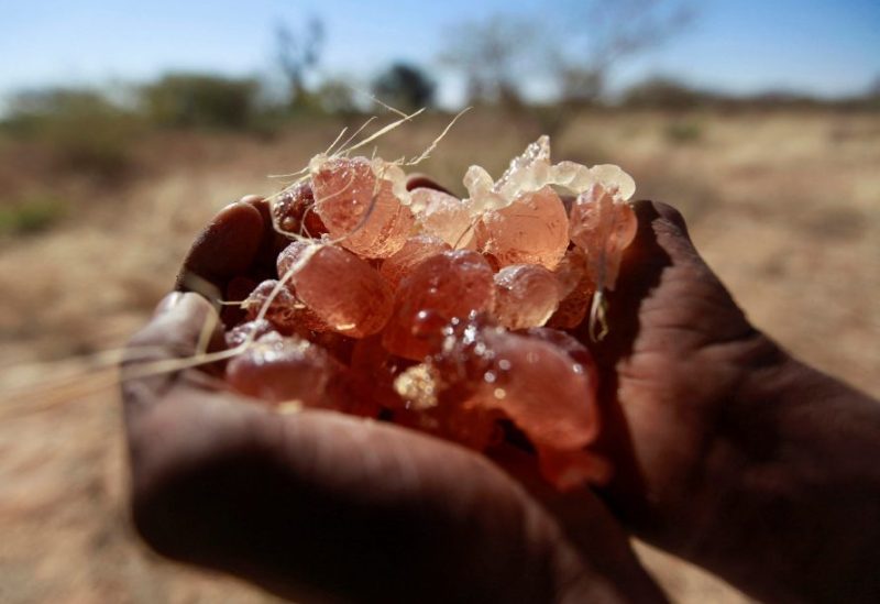 صورة أرشيفية: مزارع يحمل الصمغ العربي الذي جمعه من شجرة أكاسيا في مدينة النهود بغرب السودان (رويترز)