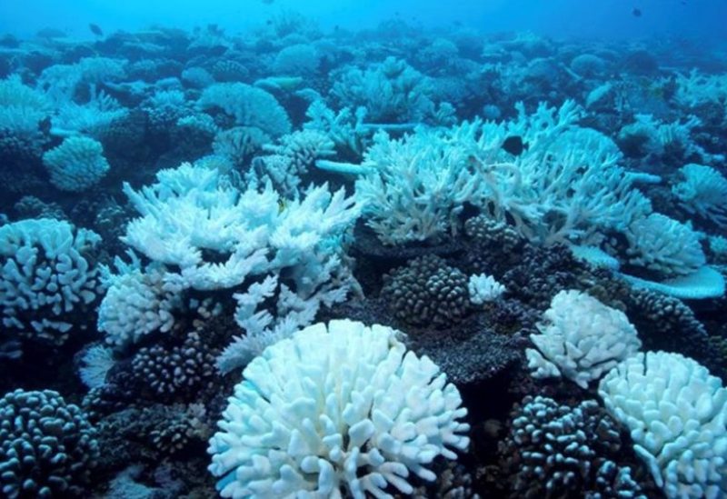 ارتفاع حرارة المحيطات يحوّل الشعاب المرجانية إلى "أشباح بيضاء"
