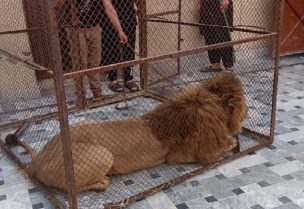 أسد تم القبض عليه خلال مداهمة لإدارة الحياة البرية استهدفت مالكي الأسود الخاصة في لاهور. رويترز
