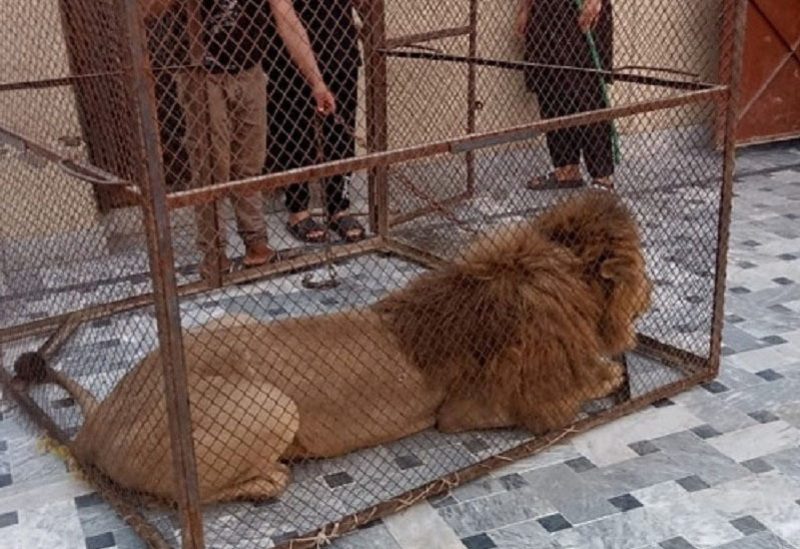 أسد تم القبض عليه خلال مداهمة لإدارة الحياة البرية استهدفت مالكي الأسود الخاصة في لاهور. رويترز