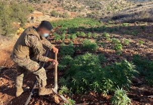 عنصر من الجيش يتلف دونمات مزروعة بالحشيشة في الزرازير في بعلبك