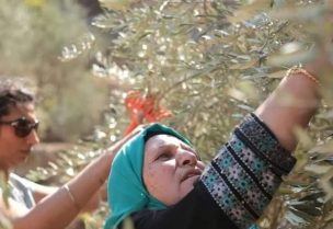 موسم قطف الزيتون بالضفة المحتلة