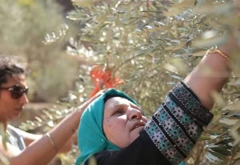 موسم قطف الزيتون بالضفة المحتلة