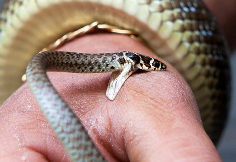 لدغات الثعابين