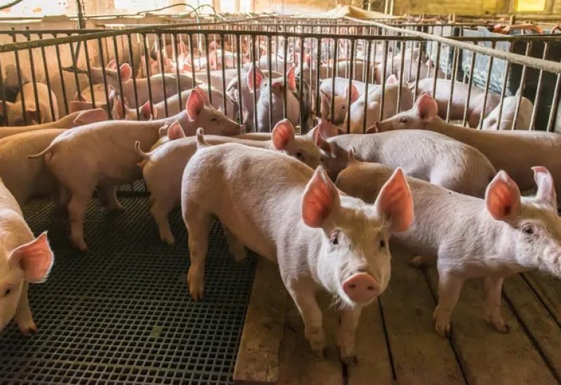 خنازير - تعبيرية