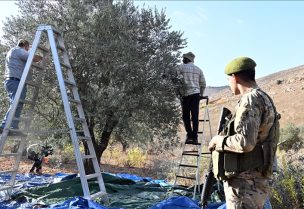 جندي لبناني بجوار مزارعين يقطفون الزيتون بجنوب لبنان