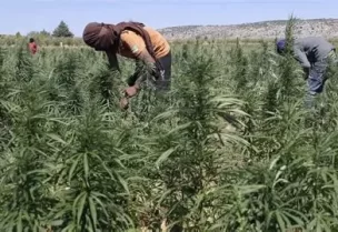 الهيئة الناظمة لزراعة القنّب تسلّم رئاسة الحكومة الأنظمة والمراسيم التنظيمية