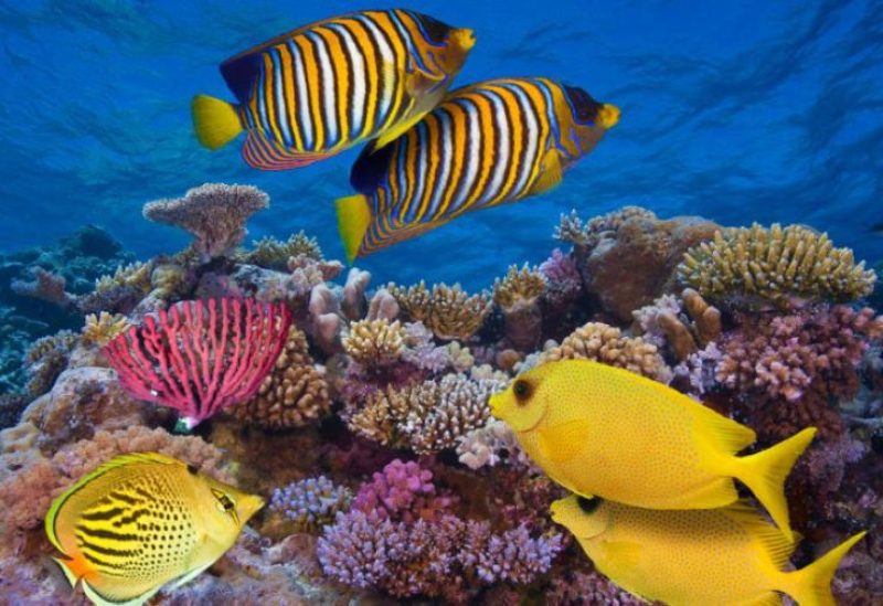 اخبار التكنولوجيا – دراسة تكشف عن نظام بصري جديد في أسماك أعماق البحار