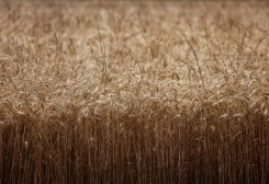 محصول قمح جاهز للحصاد في حقل ببلدة سورفيلييه الفرنسية بصورة من أرشيف رويترز.
