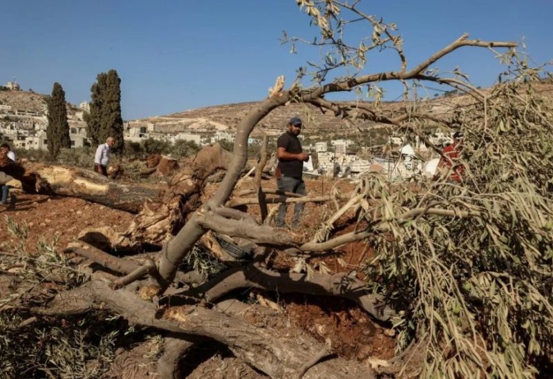 جرافات إسرائيلية تقتلع مئات الأشجار في قرية فلسطينية بالضفة الغربية